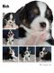 Miniature Australian Shepherd Puppies for sale in Pomona, CA 91767, USA. price: NA