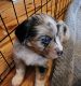 Miniature Australian Shepherd Puppies for sale in Harpers Ferry, WV 25425, USA. price: NA