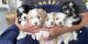 Miniature Australian Shepherd Puppies for sale in Loudoun County, VA, USA. price: $500