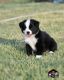 Miniature Australian Shepherd Puppies for sale in Mertzon, TX 76941, USA. price: NA