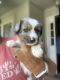 Miniature Australian Shepherd Puppies for sale in Evans, GA, USA. price: $600