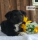Miniature Australian Shepherd Puppies for sale in Nathalie, VA 24577, USA. price: $650