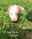 Miniature Australian Shepherd Puppies for sale in Nathalie, VA 24577, USA. price: $800