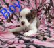 Miniature Australian Shepherd Puppies for sale in Reno, NV 89506, USA. price: $2,000