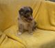 Miniature Australian Shepherd Puppies for sale in Rolla, MO, USA. price: NA