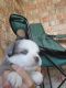 Miniature Australian Shepherd Puppies for sale in Rockdale, TX 76567, USA. price: NA