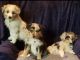 Miniature Australian Shepherd Puppies for sale in Guthrie, OK, USA. price: $200,500