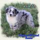 Miniature Australian Shepherd Puppies for sale in Forestburg, TX 76239, USA. price: NA