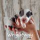 Miniature Australian Shepherd Puppies for sale in Dowagiac, MI 49047, USA. price: NA