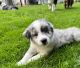 Miniature Australian Shepherd Puppies for sale in Pontiac, IL 61764, USA. price: $1,000