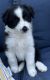Miniature Australian Shepherd Puppies for sale in Pontiac, IL 61764, USA. price: NA
