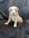 Miniature Australian Shepherd Puppies for sale in Elizabethtown, PA 17022, USA. price: NA