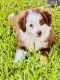 Miniature Australian Shepherd Puppies for sale in Ocala, FL, USA. price: $1,200
