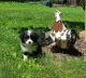 Miniature Australian Shepherd Puppies for sale in Bethany, CT 06524, USA. price: $1,500