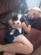 Miniature Australian Shepherd Puppies for sale in Walsh, CO 81090, USA. price: $400