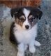 Miniature Australian Shepherd Puppies for sale in Hillsboro, OR, USA. price: $700