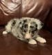 Miniature Australian Shepherd Puppies for sale in Heavener, OK 74937, USA. price: $500
