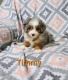 Miniature Australian Shepherd Puppies for sale in Sugarcreek, OH 44681, USA. price: $1,495