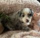 Miniature Australian Shepherd Puppies for sale in Central Florida, FL, USA. price: $110,000