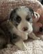 Miniature Australian Shepherd Puppies for sale in Central Florida, FL, USA. price: $110,000