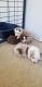 Miniature Australian Shepherd Puppies for sale in 4210 Nesmith Rd, Plant City, FL 33567, USA. price: $900