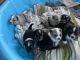 Miniature Australian Shepherd Puppies for sale in Casper, WY, USA. price: NA