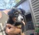 Miniature Australian Shepherd Puppies for sale in Bethany, CT 06524, USA. price: $600