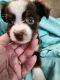 Miniature Australian Shepherd Puppies for sale in St Clair, MO 63077, USA. price: $400