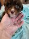 Miniature Australian Shepherd Puppies for sale in St Clair, MO 63077, USA. price: $400