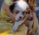 Miniature Australian Shepherd Puppies for sale in Sterling, OH 44276, USA. price: $595