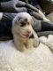 Miniature Australian Shepherd Puppies for sale in Pillager, MN 56473, USA. price: $2,000