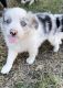 Miniature Australian Shepherd Puppies for sale in Treadway, TN 37881, USA. price: $600