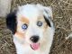 Miniature Australian Shepherd Puppies for sale in Frisco, TX 75033, USA. price: $500