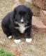 Miniature Australian Shepherd Puppies for sale in Williams, IN 47470, USA. price: $45,000