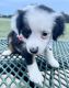 Miniature Australian Shepherd Puppies for sale in Cypress, TX, USA. price: $250