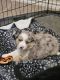 Miniature Australian Shepherd Puppies for sale in Willis, TX, USA. price: $500
