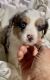Miniature Australian Shepherd Puppies for sale in Briar, TX, USA. price: $750