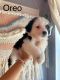 Miniature Australian Shepherd Puppies for sale in Noel, MO 64854, USA. price: $700