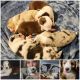 Miniature Australian Shepherd Puppies for sale in Sturgeon Bay, WI 54235, USA. price: $800