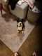 Miniature Australian Shepherd Puppies for sale in Henderson, NV 89015, USA. price: $1,800