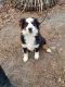 Miniature Australian Shepherd Puppies for sale in Bethany, CT 06524, USA. price: $2,500