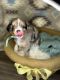 Miniature Australian Shepherd Puppies for sale in Fort Lupton, CO 80621, USA. price: $1,100