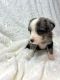 Miniature Australian Shepherd Puppies for sale in Charlotte, NC, USA. price: $300