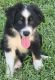 Miniature Australian Shepherd Puppies for sale in Spring, TX 77373, USA. price: $500