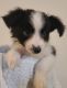 Miniature Australian Shepherd Puppies for sale in Spring, TX 77373, USA. price: $400