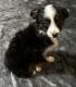 Miniature Australian Shepherd Puppies for sale in Phoenix, AZ 85051, USA. price: NA