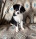 Miniature Australian Shepherd Puppies for sale in Hotchkiss, CO, USA. price: $1,500