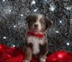 Miniature Australian Shepherd Puppies for sale in Lake City, FL, USA. price: $1,800