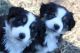Miniature Australian Shepherd Puppies for sale in Prince Frederick, Maryland. price: $750