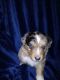 Miniature Australian Shepherd Puppies for sale in Ellensburg, WA, USA. price: $1,500